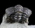 Rare, Eifel Geesops Trilobite - Germany #50606-3